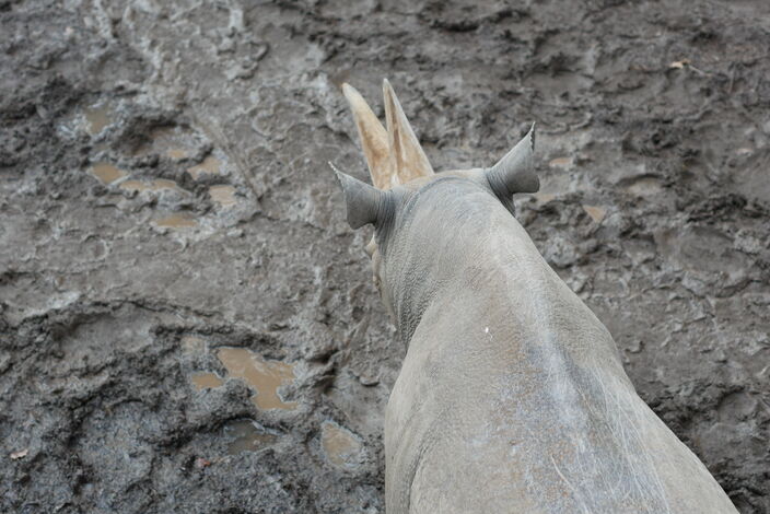 Nashorn im Zoo Leipzig (2024)